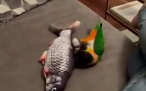 Dumb Parrot Falls From Table While Playing - Animals - VIDEOTIME.COM