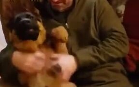 German Shepherd Puppy Gets A Nice Belly Rub - Animals - VIDEOTIME.COM
