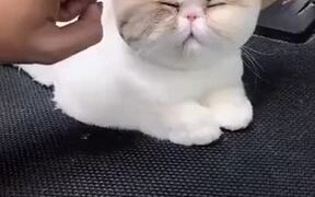 Fat Cat Gets A Neat Haircut