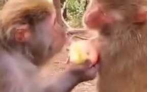 Monkey Makes It's Friend Watch As It Eats