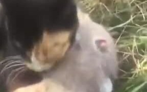 Nice Friendship Between A Rat And A Cat