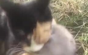 Nice Friendship Between A Rat And A Cat