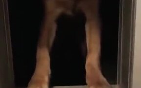 Poor Dog Can't Get Stick Through Doggy Gate - Animals - VIDEOTIME.COM