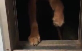 Poor Dog Can't Get Stick Through Doggy Gate