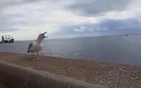 Seagull Laughs At It's Falling Friend - Animals - VIDEOTIME.COM