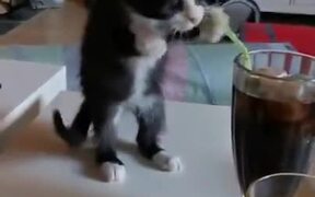 Kitten Tries To Bite Straw Kept In A Glass