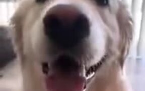 Cute Doggo Hugs It's Doggo Friend - Animals - VIDEOTIME.COM