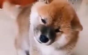 Little Pupper Loves The Back Scratches - Animals - VIDEOTIME.COM