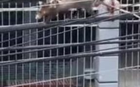 Opossum Carries Around It's Many Babies - Animals - VIDEOTIME.COM