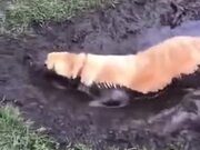 Dog Takes A Mud Bath, Owner Almost Cries