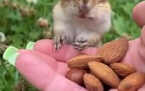 Squirrel Stuffs Nuts Into Its Mouth  - Animals - VIDEOTIME.COM