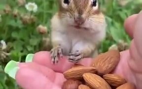 Squirrel Stuffs Nuts Into Its Mouth 