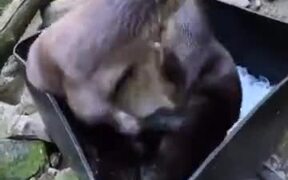 Otters Have Fun In An Ice Bucket - Animals - VIDEOTIME.COM