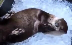 Otters Have Fun In An Ice Bucket - Animals - VIDEOTIME.COM