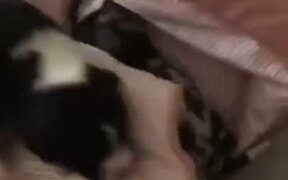 Mother Dog Brings Her Puppies To Her Owner