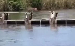 Bobcat Makes The Most Impressive Jump Ever