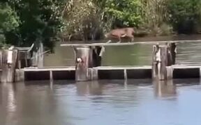 Bobcat Makes The Most Impressive Jump Ever