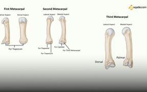 Bones Hand Anatomy