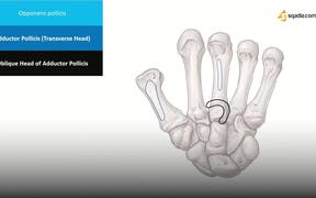 Bones Hand Anatomy - Tech - VIDEOTIME.COM