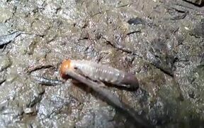 Hindless Worm - Fun - VIDEOTIME.COM