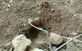 Red-Butt Wasp - Animals - VIDEOTIME.COM