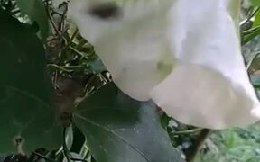 Bees On Datura