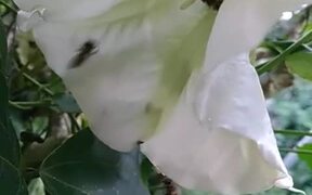 Bees On Datura