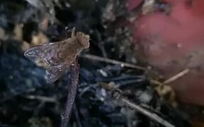 Highwayman Fly  - Animals - VIDEOTIME.COM