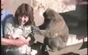 Unpredictable Animals - Animals - VIDEOTIME.COM