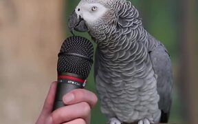 Talking Parrot - Animals - VIDEOTIME.COM