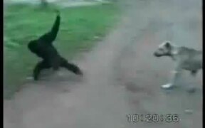 Monkey Vs Dog
