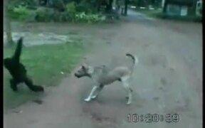 Monkey Vs Dog - Animals - VIDEOTIME.COM