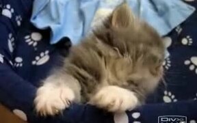 Sleepy Tired Kitten - Animals - VIDEOTIME.COM