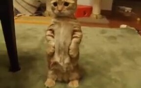 Sweet Cat Plays - Animals - VIDEOTIME.COM