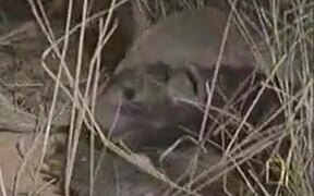 African Honey Badger Eats Snakes - Animals - VIDEOTIME.COM