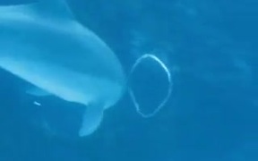 Dolphin Play Bubble Rings - Animals - VIDEOTIME.COM