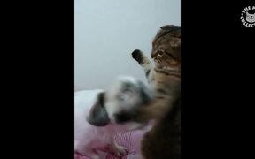 Slapping Cat - Animals - VIDEOTIME.COM