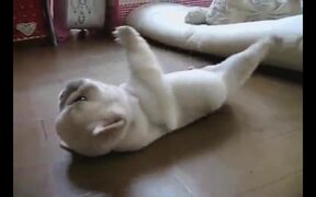 Puppy Can't Roll Back Over