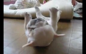 Puppy Can't Roll Back Over - Animals - VIDEOTIME.COM