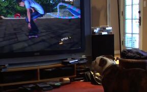 Skateboarding Dog Plays Video Game - Animals - VIDEOTIME.COM