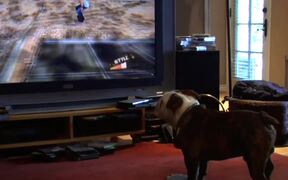 Skateboarding Dog Plays Video Game