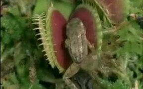 Venus Flytrap Eats Frog And Moth