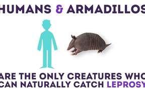 Bizarre Animal Facts - Animals - VIDEOTIME.COM