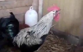 The Super Rooster's Breath - Animals - VIDEOTIME.COM