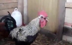 The Super Rooster's Breath
