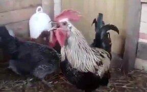 The Super Rooster's Breath