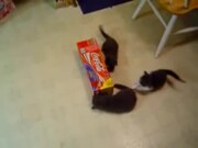 Kittens-Coca Cola Box - Animals - Y8.COM