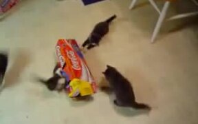 Kittens-Coca Cola Box - Animals - VIDEOTIME.COM