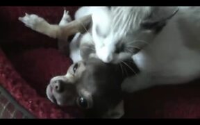 Kitten Loves Puppy