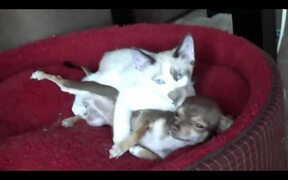 Kitten Loves Puppy - Animals - VIDEOTIME.COM